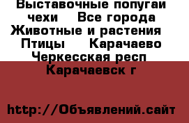 Выставочные попугаи чехи  - Все города Животные и растения » Птицы   . Карачаево-Черкесская респ.,Карачаевск г.